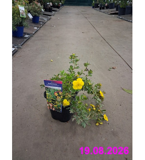 Potentilla frut. 'Goldteppich' C 1,4 L